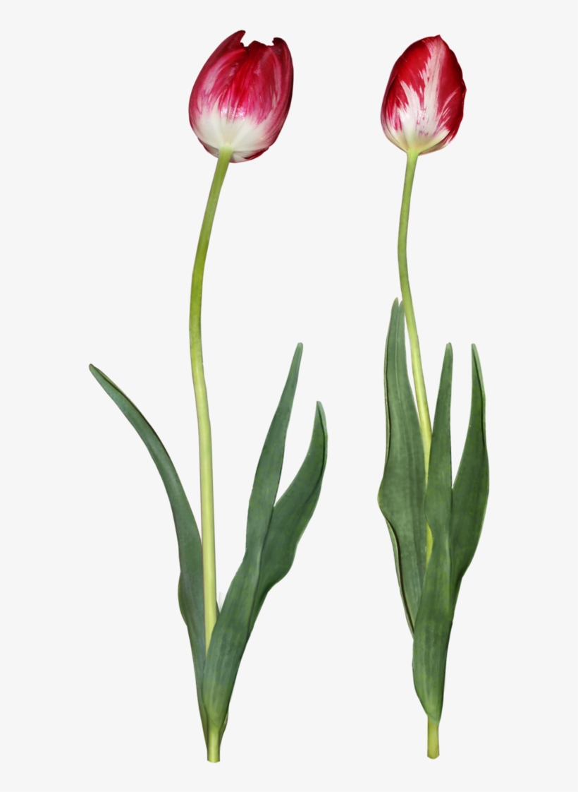 Tulip Png Download Image - Tulip, transparent png