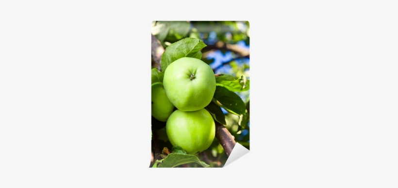 Granny Smith, transparent png