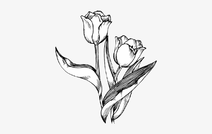 Drawing Spring Tulip Png - Tulip Drawing, transparent png
