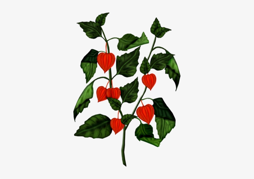 Venus - Floral Design, transparent png