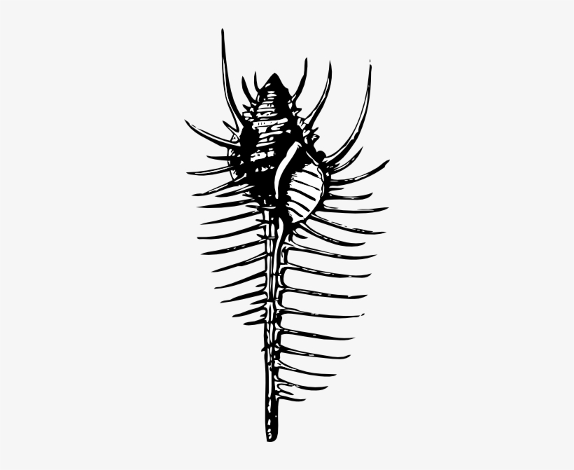 Free Vector Venus Comb Clip Art - Venus Comb Shell Illustration, transparent png