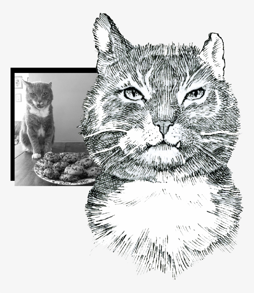 Alfie-collage - Cat, transparent png