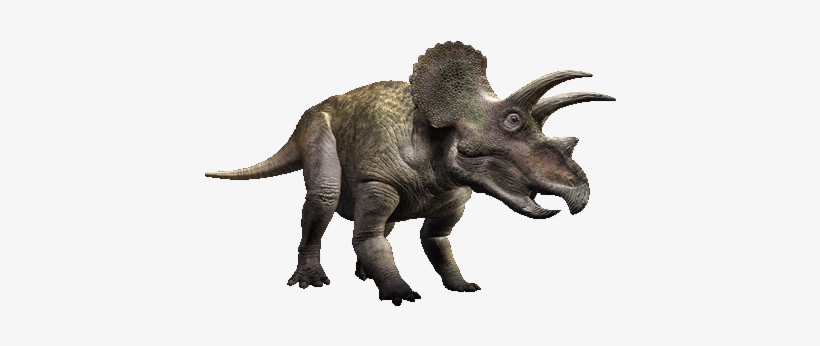 The Crown Of The Male Triceratops Was Larger Than The - Triceratops, transparent png
