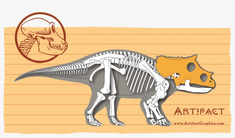 Baby Triceratops Bone Map, Highlighting Cranium, By - Styracosaurus, transparent png