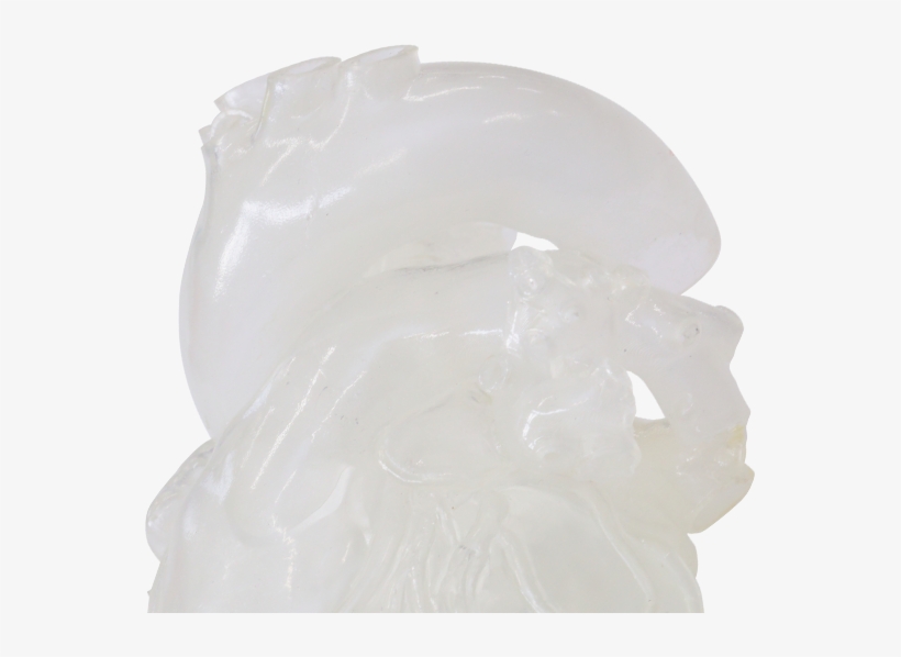 Super Flexible 3d Heart & Organ Models - Organ, transparent png