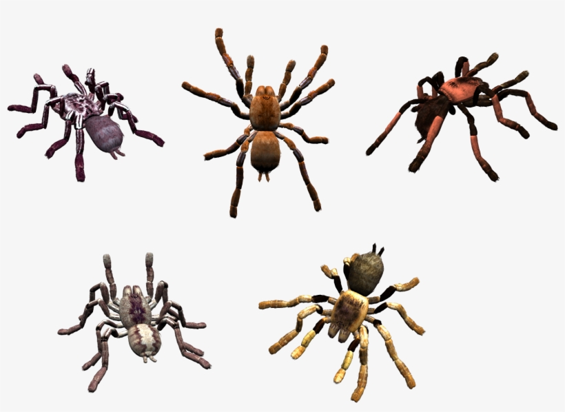 Spider, transparent png