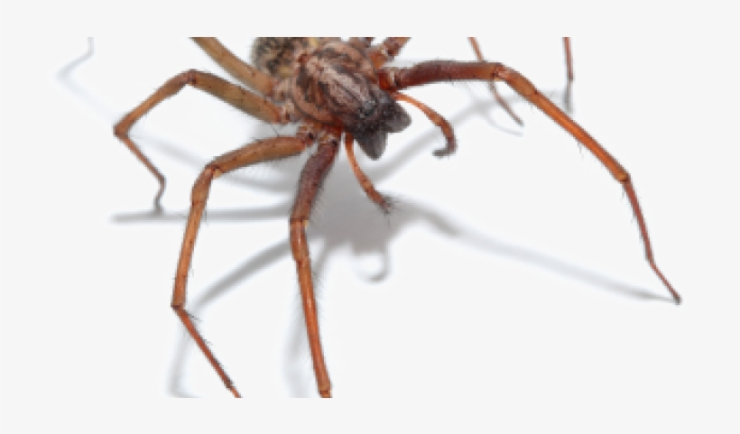 Physical Characteristics - Legs, transparent png