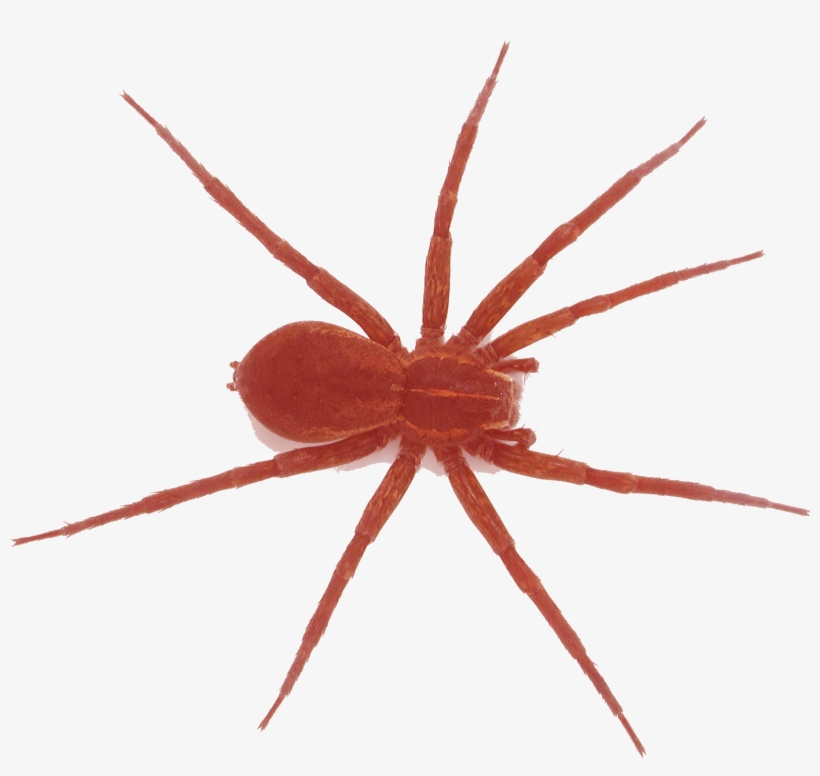 Spiders - Spider, transparent png