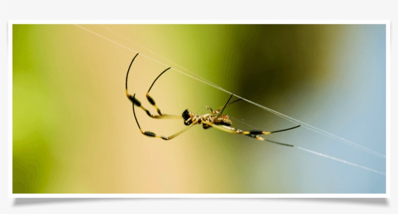 Spider Removal - Spider Web, transparent png