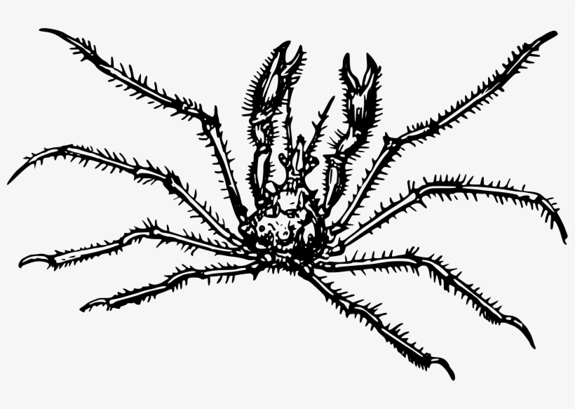 Crab Medium Image Png - Crab, transparent png