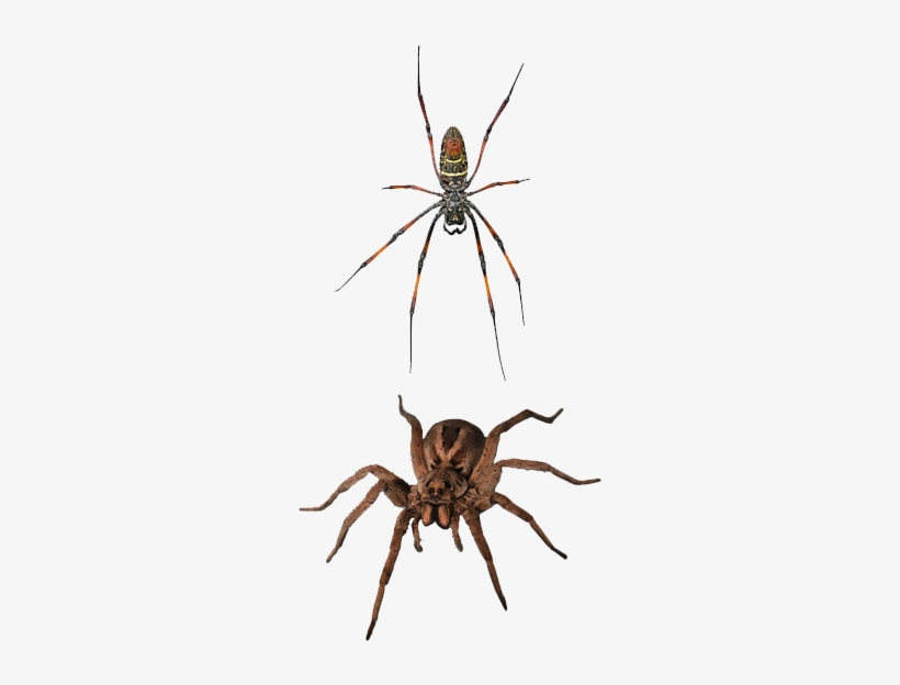 Spiders - Spider, transparent png