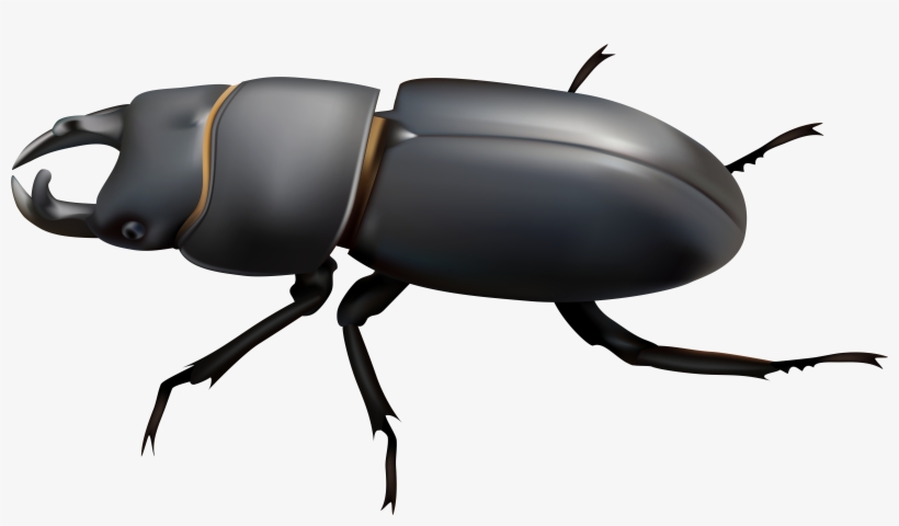 Beetle Png Clip Art, transparent png