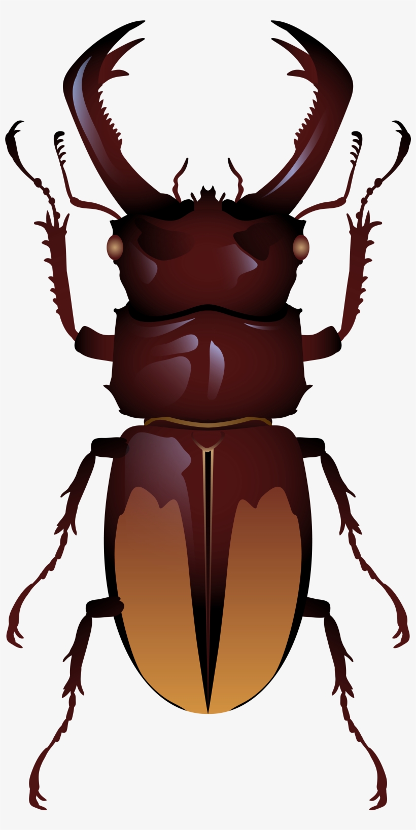 Beetle Png Clip Art - Top View Beetle, transparent png