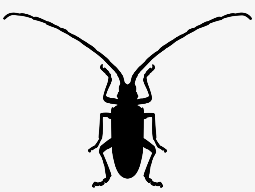 Fungus Beetle Insect Shape Comments - Beetle, transparent png