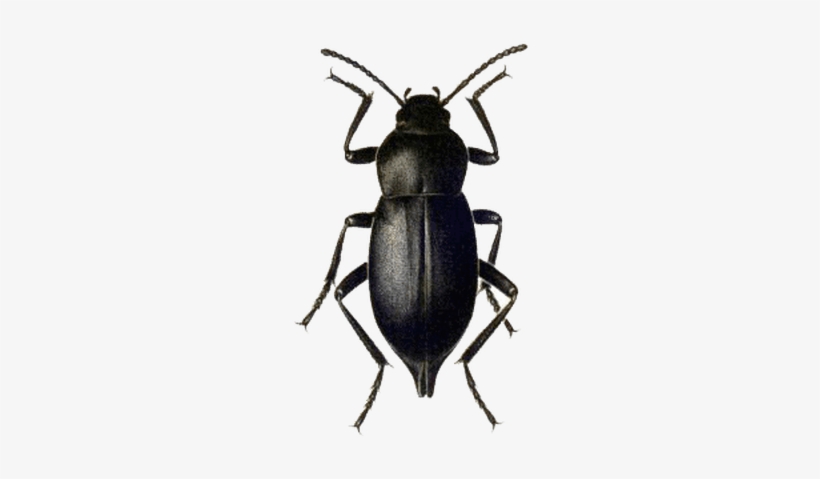 Beetle Black - Black Beetle Png, transparent png