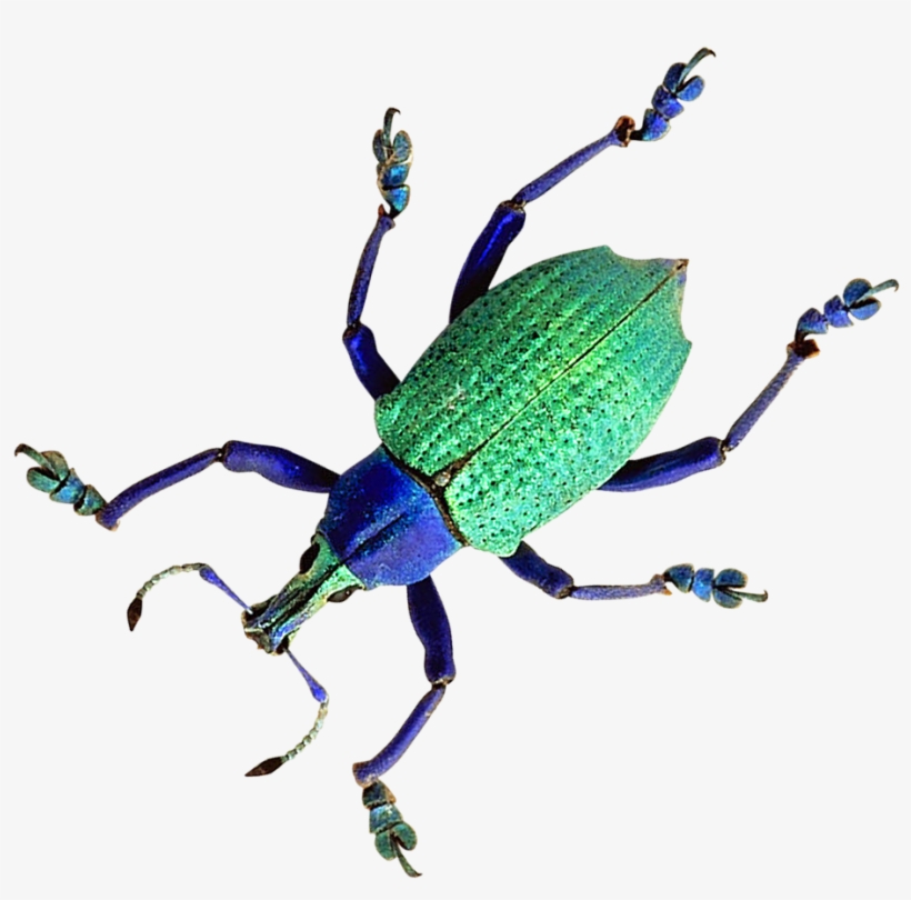 Portable Network Graphics, transparent png