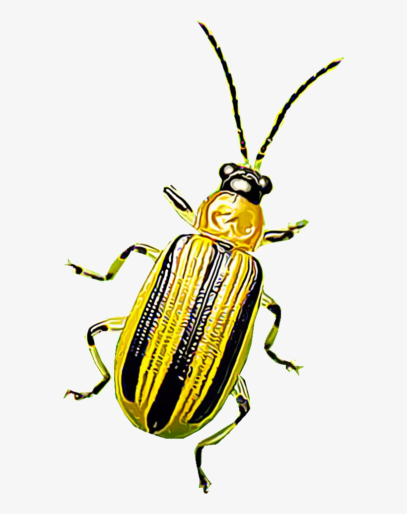 Cucumber Beetles Are Eye-catching Pests That Damage - Insecto Amarillo Con Bandas Negras, transparent png