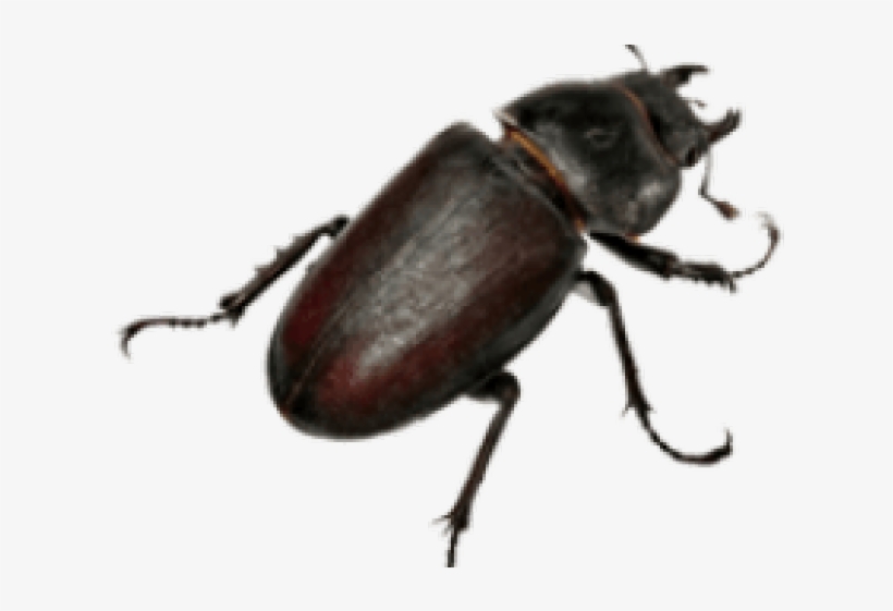 Nome De Insetos Em Inglês, transparent png