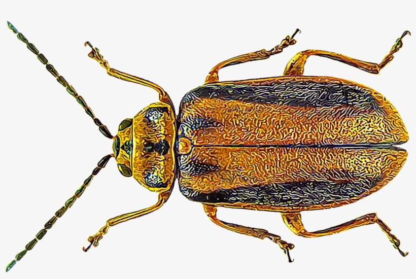 Elm Leaf Beetles - Elm Leaf Beetle, transparent png