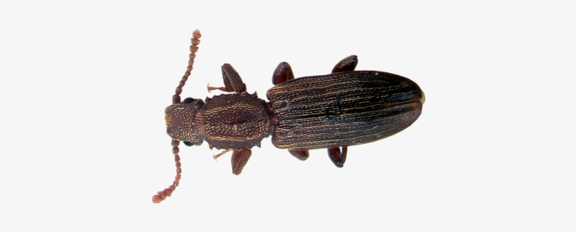 Learn About Sawtoothed Grain Beetles - Beetles In Florida, transparent png