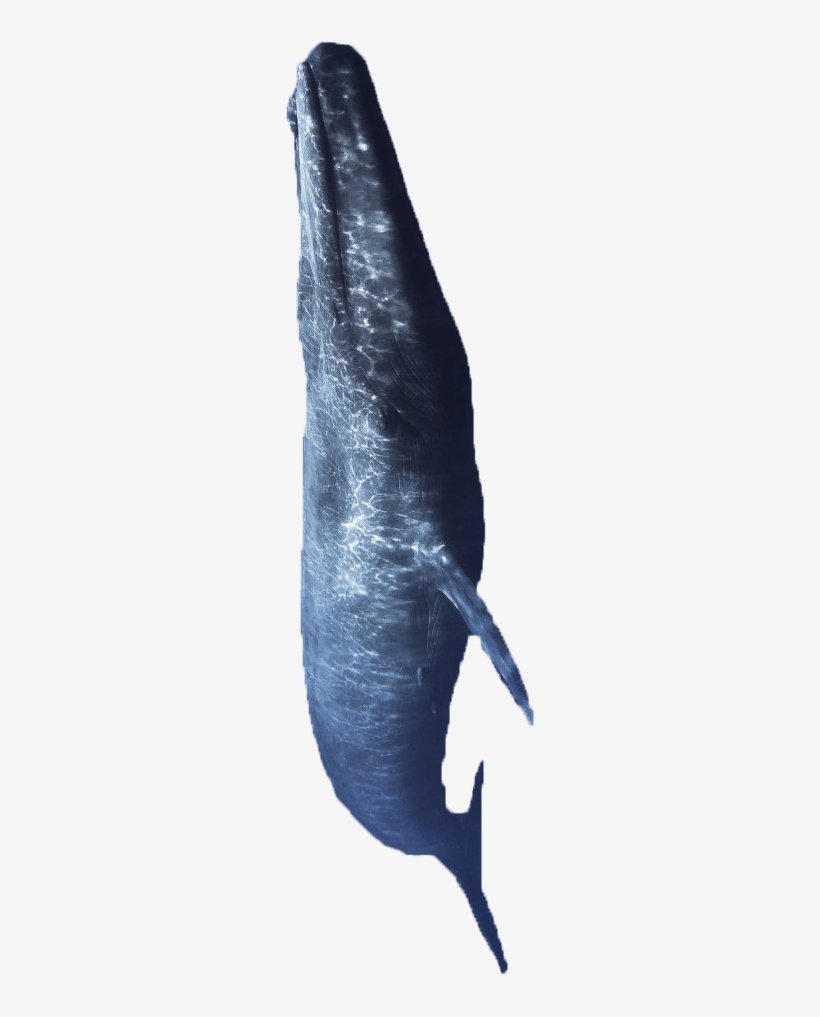 We Live In A World Dominated By The Internet - Atlantic Blue Marlin, transparent png