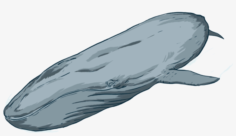 By Donating To Oceanswell, You Are Helping Us Do What - Grey Whale, transparent png