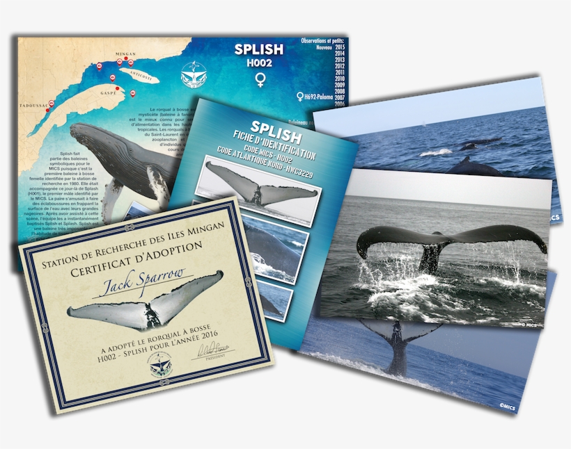 Adoption Package - Killer Whale, transparent png