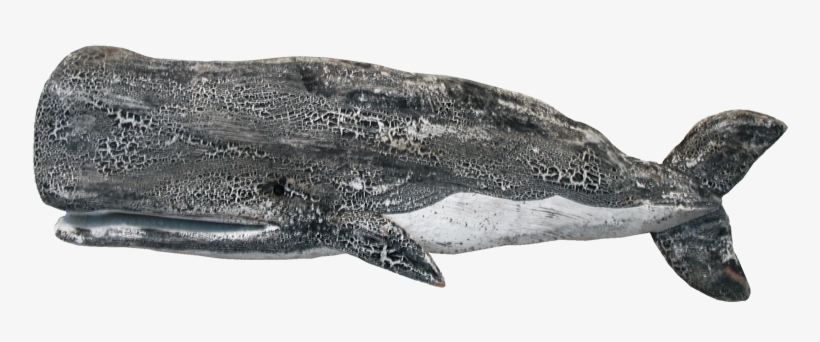 51 - Sperm Whale, transparent png