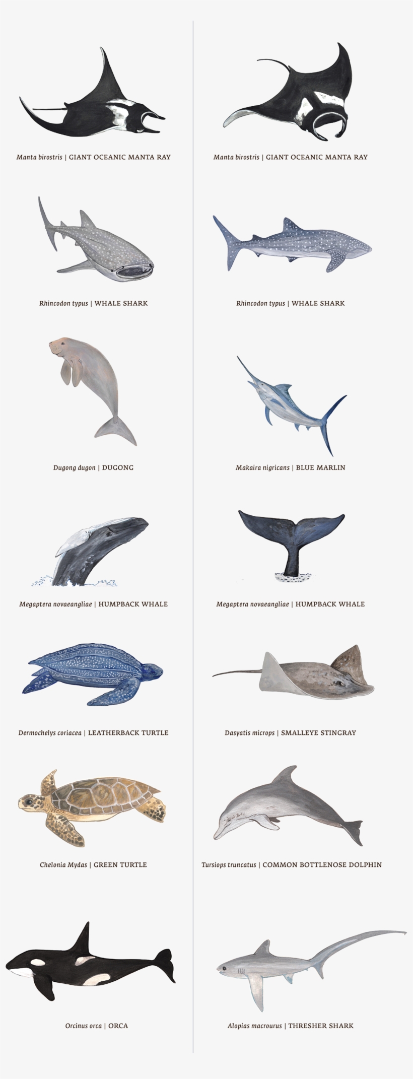 Thanks For Checking This Out - Great White Shark, transparent png