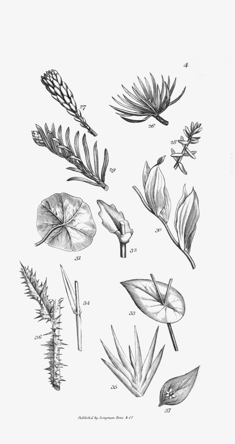 An Introduction To Physiological And Systematical Botany - Portable Network Graphics, transparent png