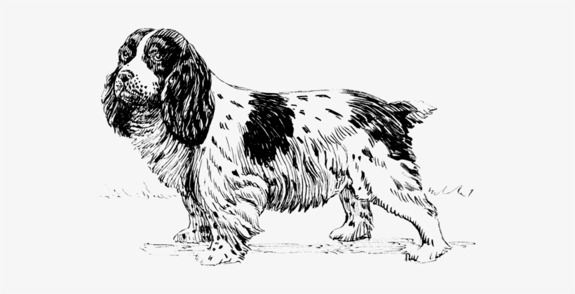 English Cocker Spaniel Cavalier King Charles Spaniel - Biologia De Un Perro, transparent png