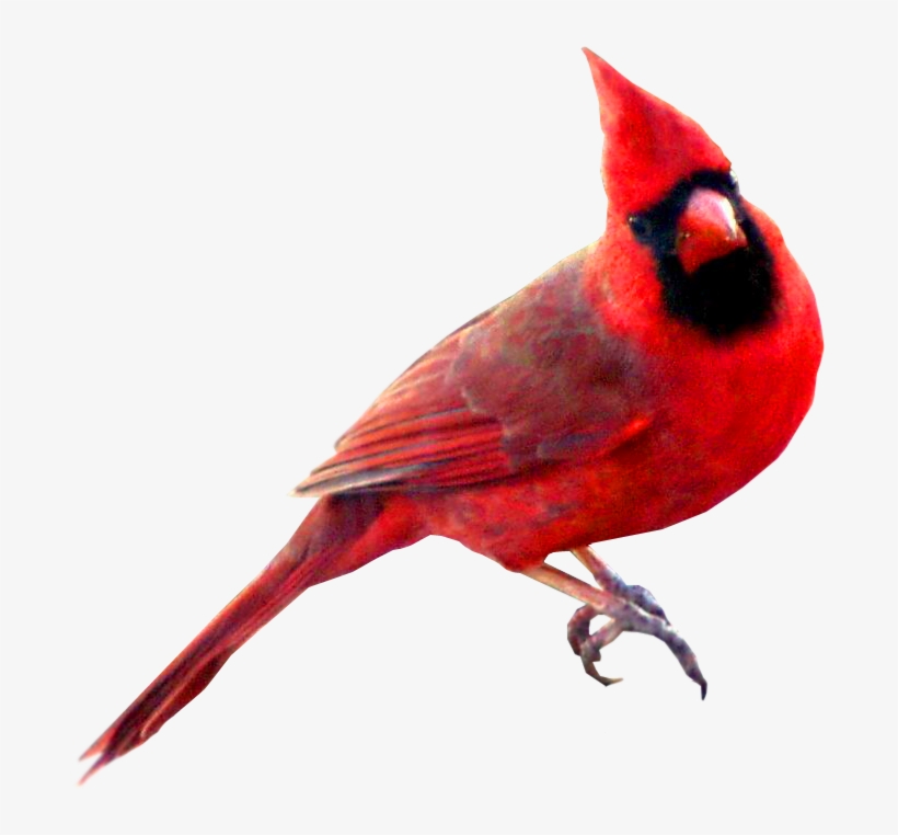 Red Carainal Bird - Red Cardinal Bird, transparent png