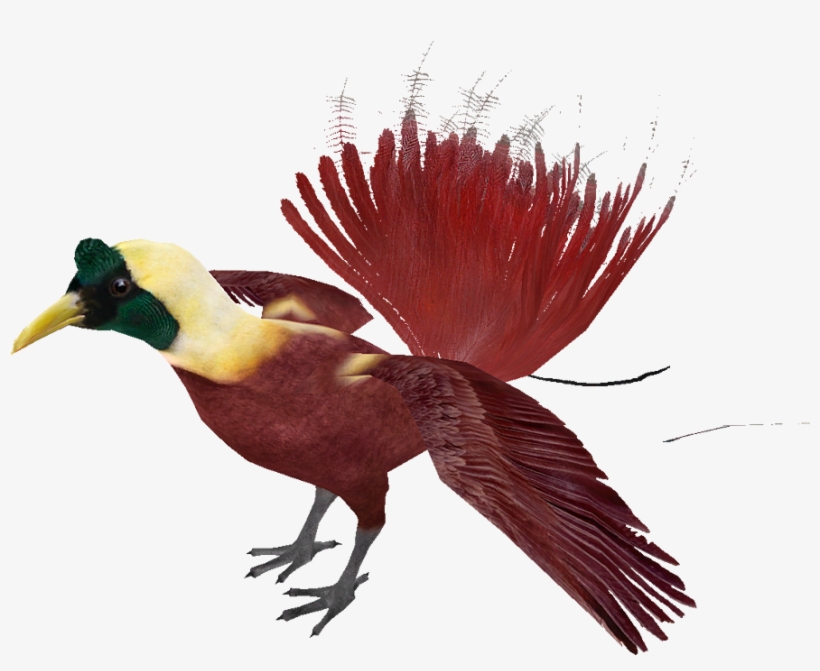 Red Bird Of Paradise - Phasianidae, transparent png