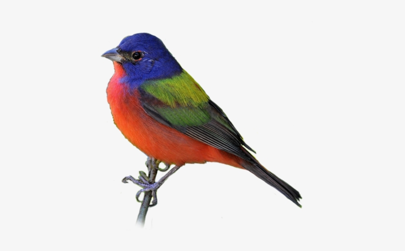 Bird Png - Bunting Bird Png, transparent png