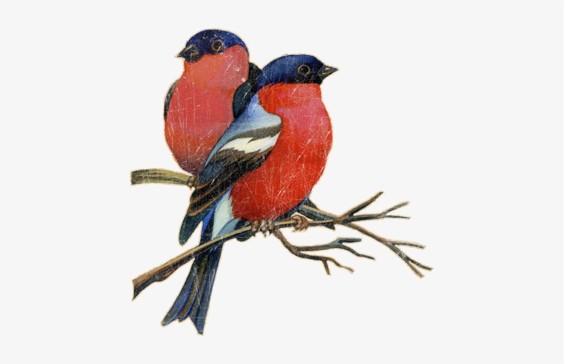 Free Library Clip Art Wbpng - Winter Birds Clip Art, transparent png