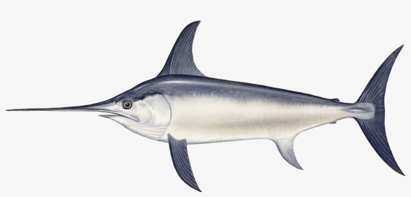 Swordfish - Xiphias Png, transparent png