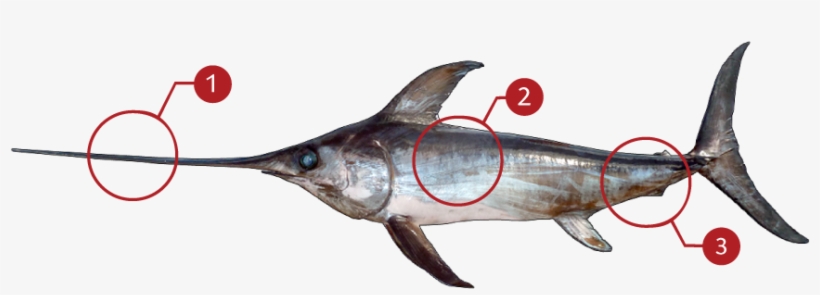 How To Identify An Swordfish - Swordfish, transparent png