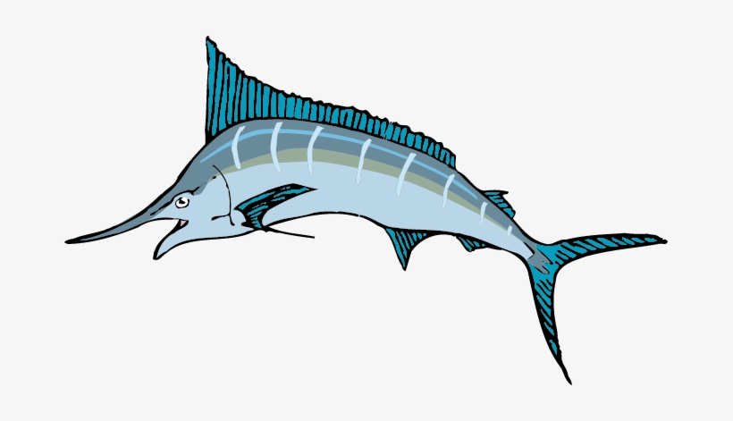 Clipart Royalty Free Sailfish Vector Blue Marlin - Sailfish Clipart, transparent png