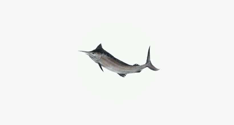 Swordfish - Icon - Swordfish, transparent png