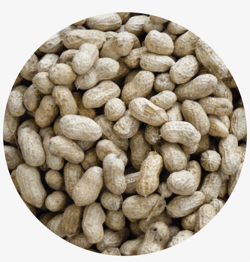Seed Circle Peanuts - Seed, transparent png