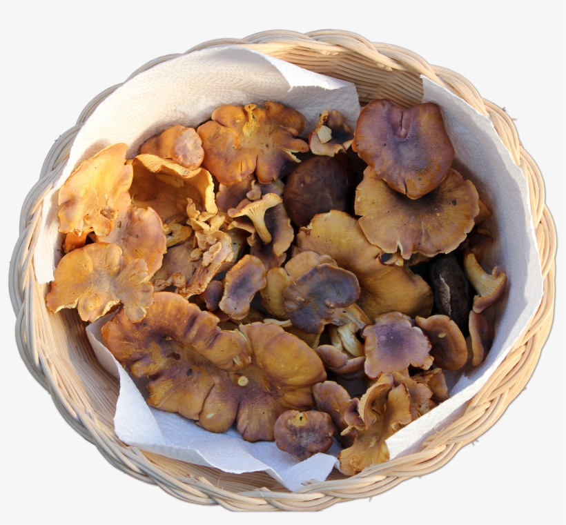 Cantharellus Amethystinus 1616 3 - Fungus, transparent png