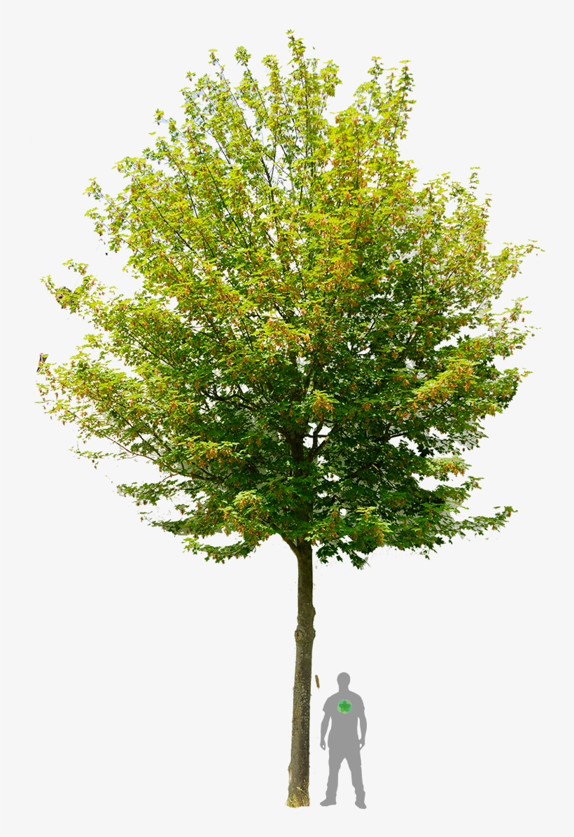Spitz-ahorn 'emerald Queen' Architecture Layout, Drawing - Free Image Of Tree, transparent png