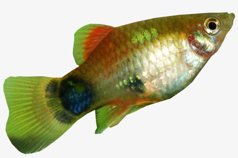 Tench Fish Transparent Background - Dress Coat Transparent Background, transparent png