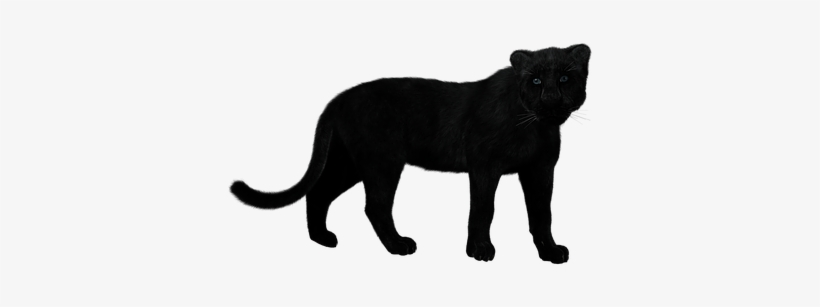 Panther Black Big Cat Mystical Predator Mu - Leopard Black Png, transparent png