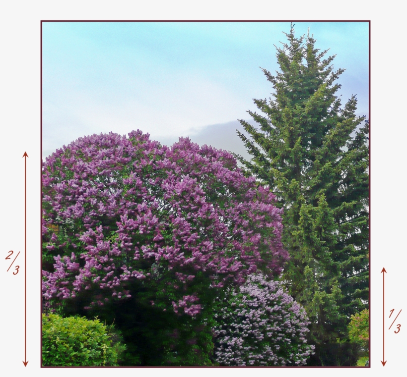 Proportion - Plant Material - Geranium Maderense, transparent png