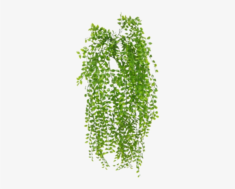 Share This Image - Ruscus Hanging Bush, transparent png