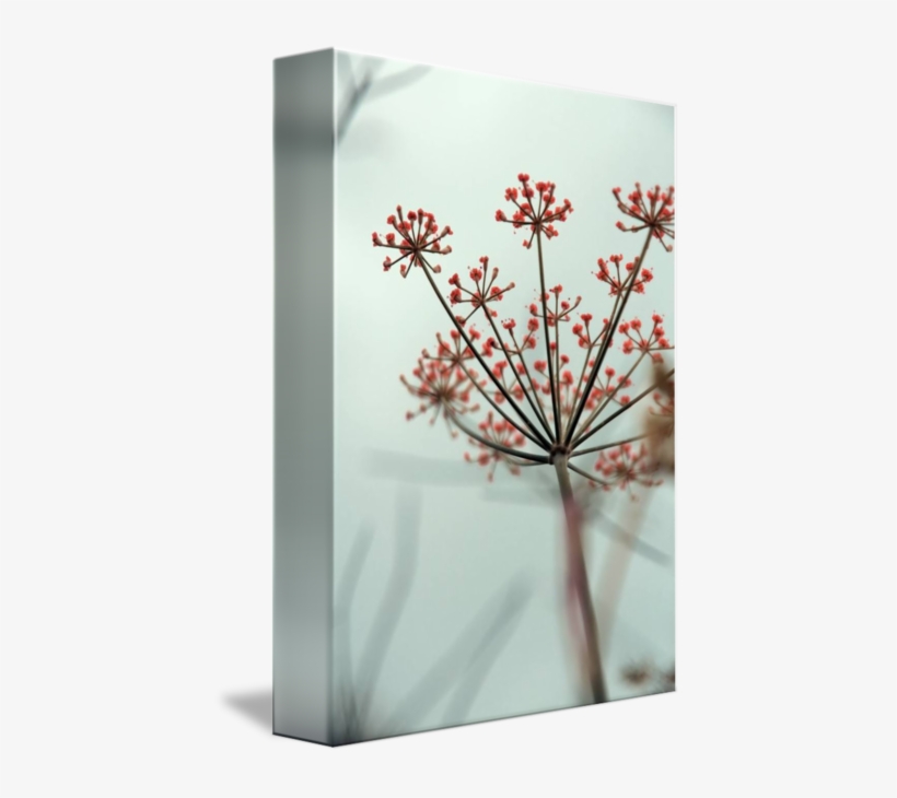 "red Starshaped Lace" By Tanjica Perovic - Cow Parsley, transparent png
