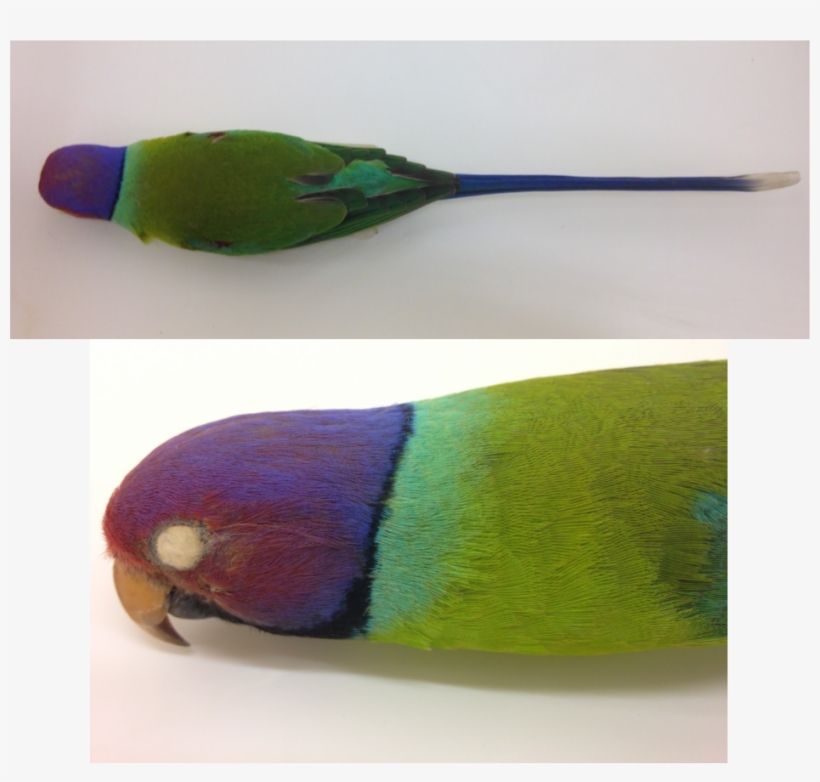 Parrot, transparent png