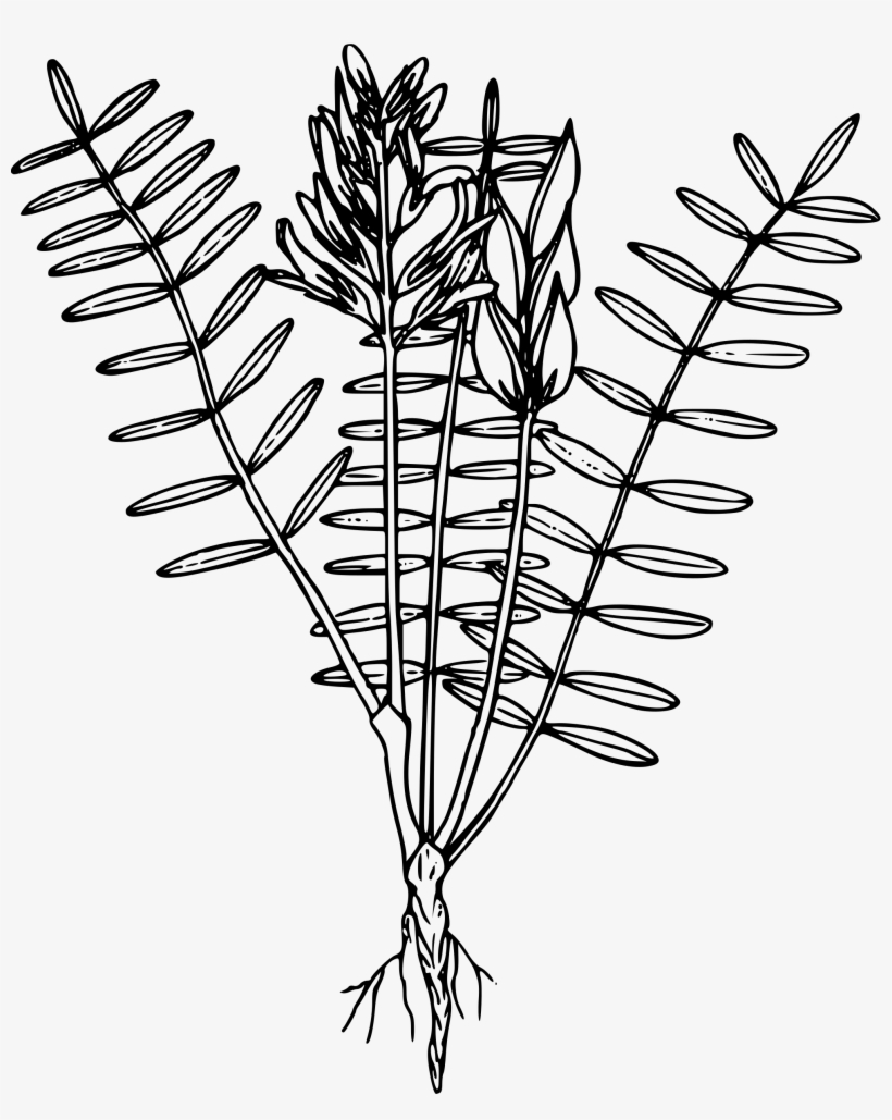 Download Transparent Weed Clipart Wild Plant Weeds Plants Clip Art 