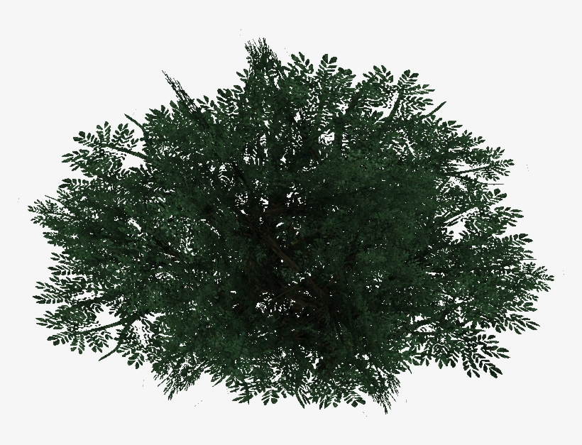 Bushpine Jimmmyzhoopz - Pine Bush, transparent png